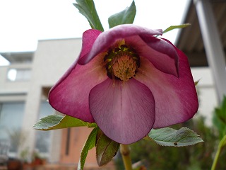 P1040066ss.jpg