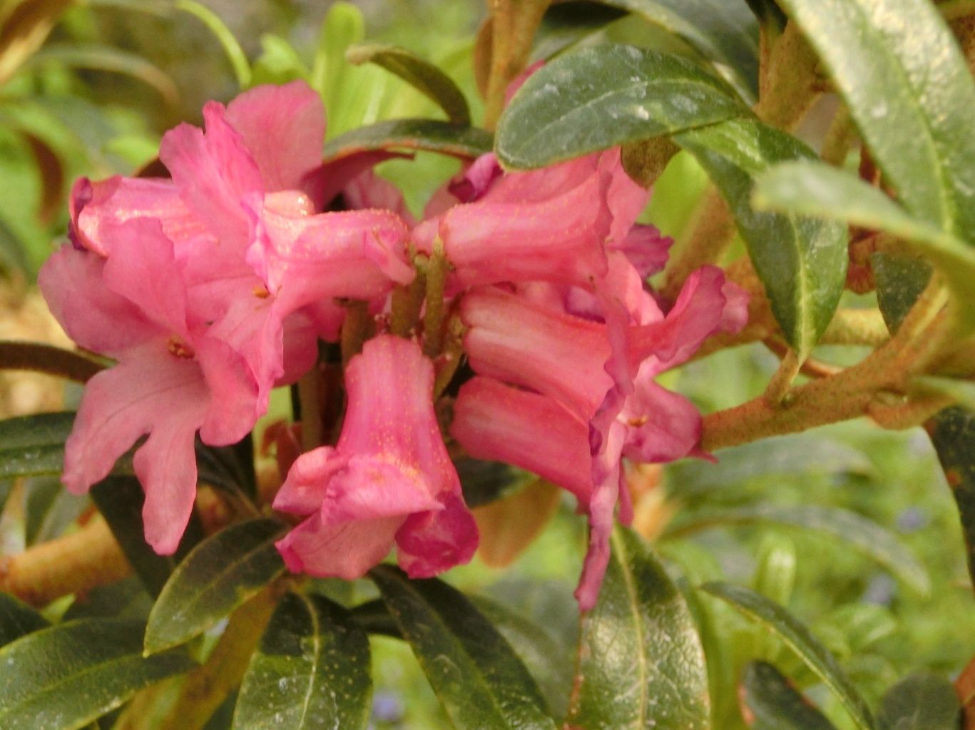 13ページ目の 京都府立植物園の花たち だい のひとりごと