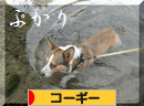 ぷかり.gif