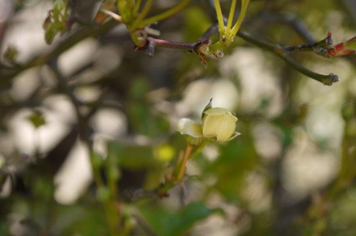 黄モッコウバラが咲きそう 花壇の花 バラの香る庭へようこそ 楽天ブログ