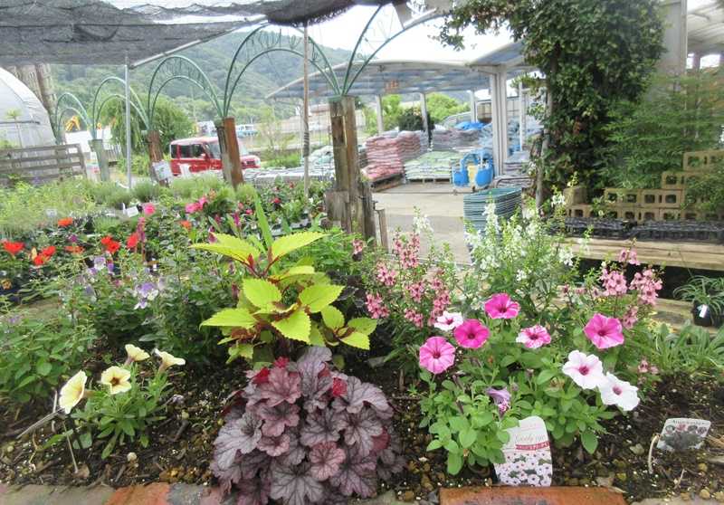 夏によく咲くペチュニアとマリーゴールドでセンチュウ退治 狭い庭を花いっぱいにする育て方 楽天ブログ