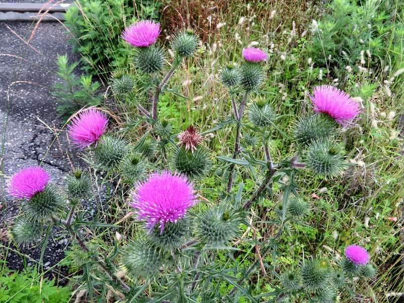 21年05月日の記事 Gazengamaのブログ 散歩中に出合った花と趣味の陶芸作品 楽天ブログ