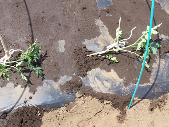 20140426 トマト.jpg