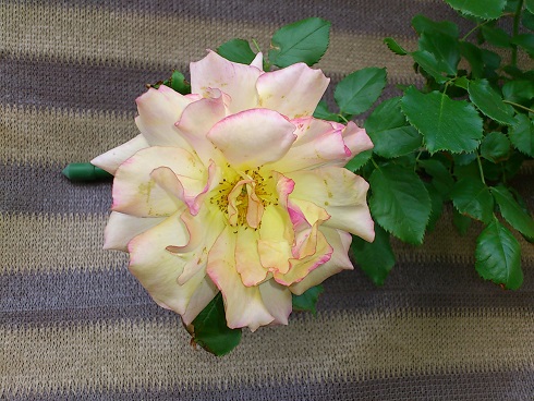サハラ’98　2013.5.9A.jpg