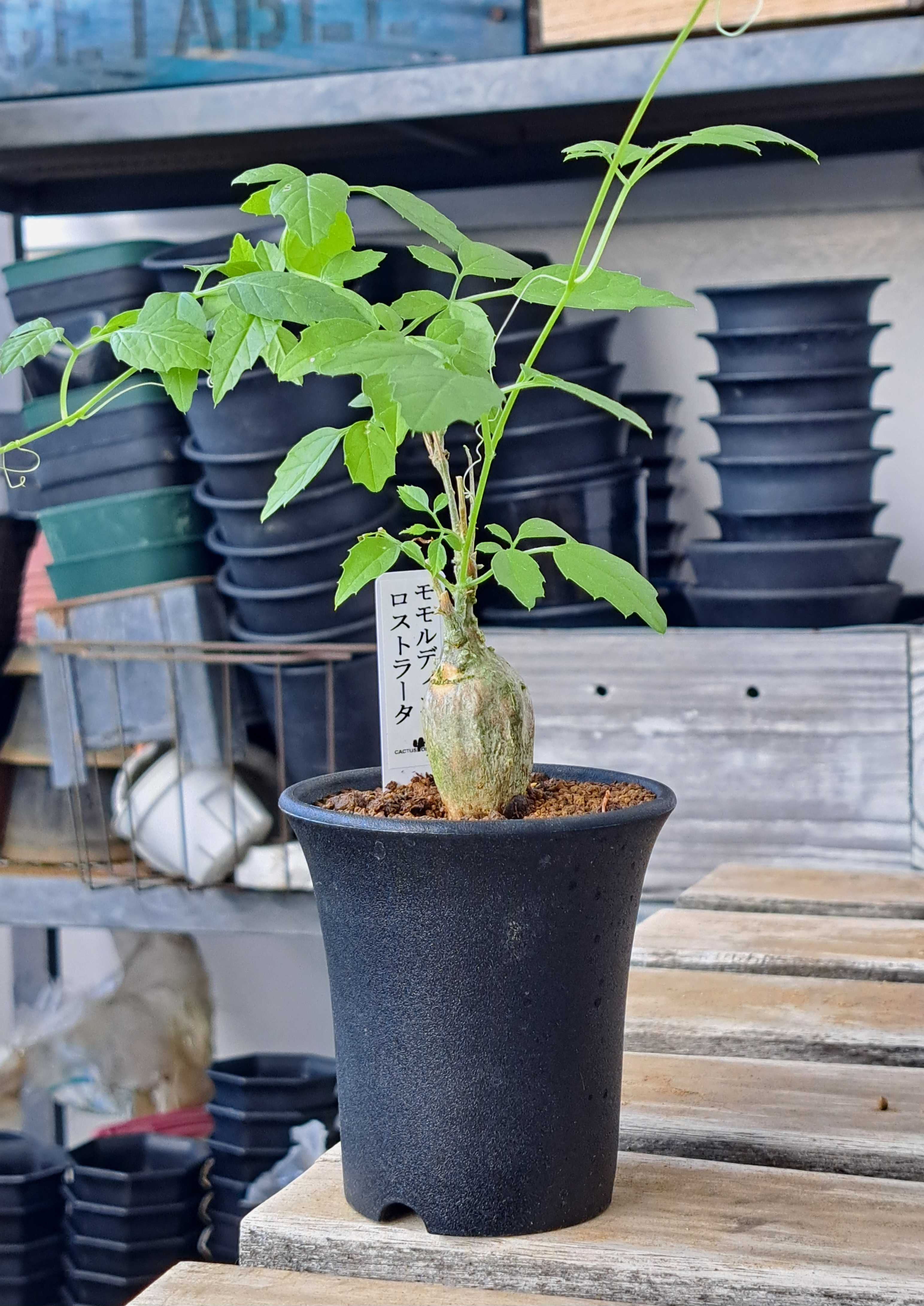 モモルディカ　ロストラタ　雌　塊根 モモルディカ ロストラタ 雌 塊根 Momordica rostorata