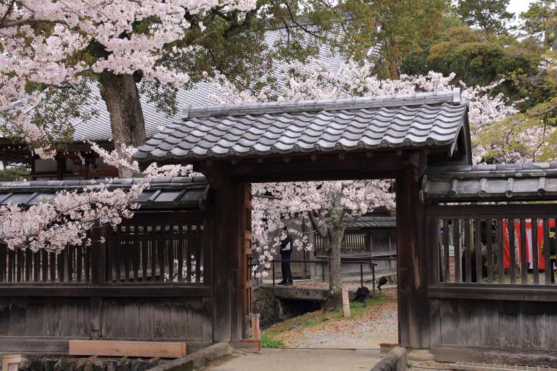 大覚寺大沢_002.jpg