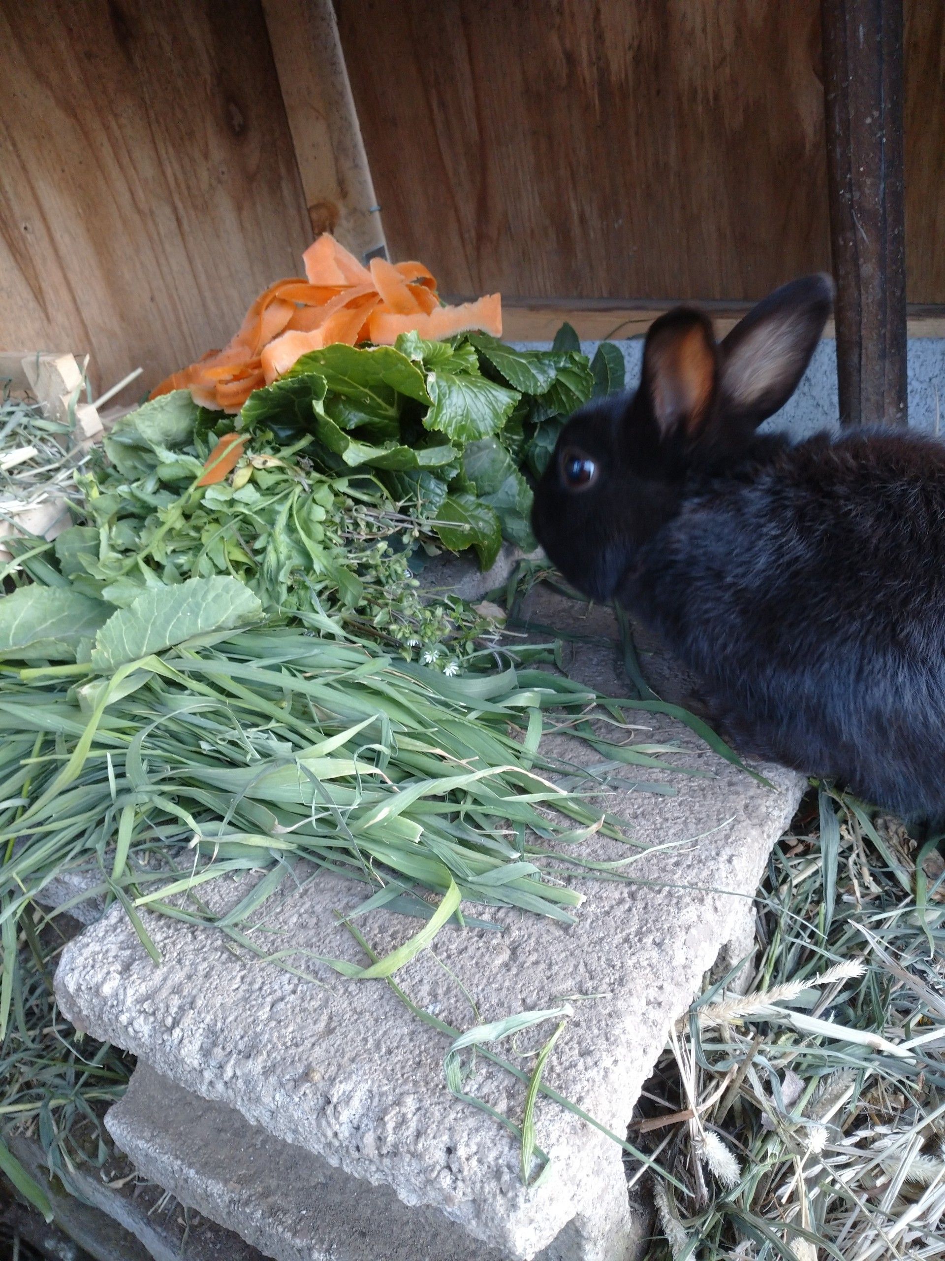 嫁うさぎのネザー うさぎの屋外飼育 ペット達と時々日記 楽天ブログ
