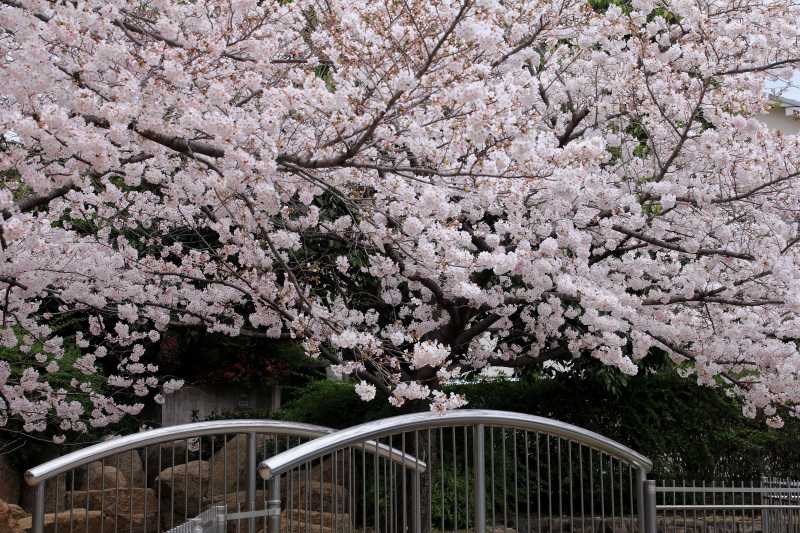 Ｋ公園桜_003.jpg