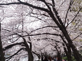 桜２.jpg