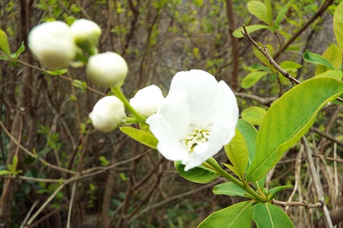 花の名不明の白い花