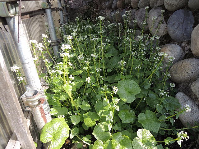 DSCN3317_1.JPG