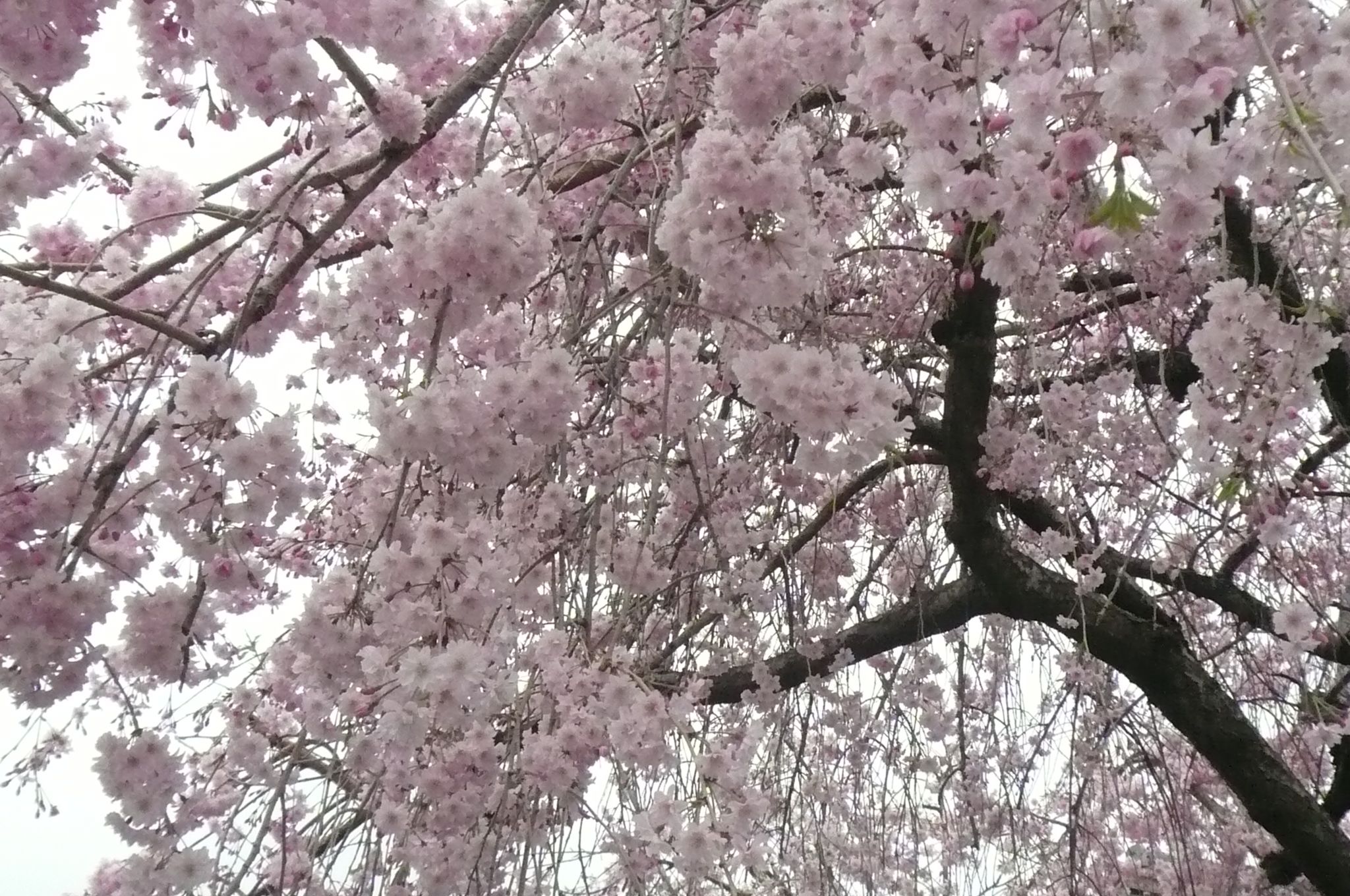 大石寺の桜 寄り道しながら万葉集 楽天ブログ