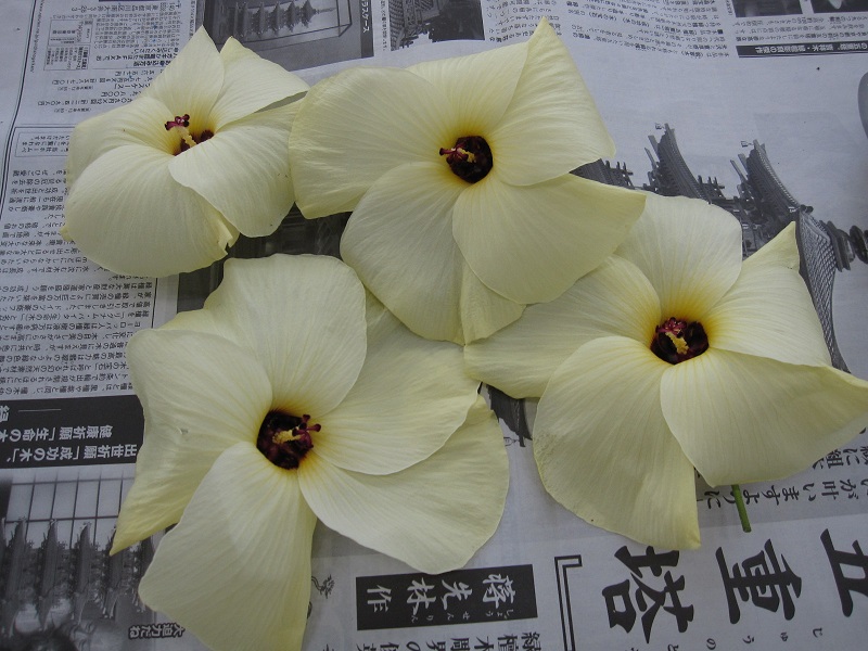 花おくら