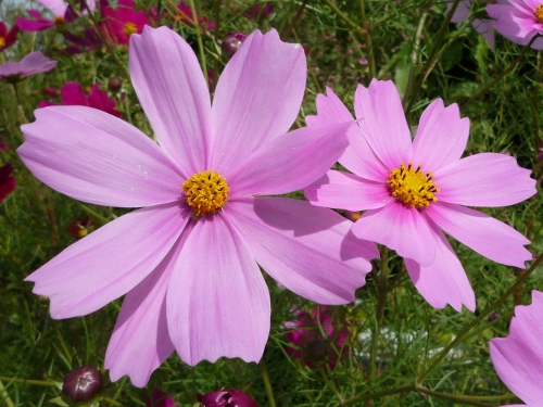 P1150482 (500x375).jpg