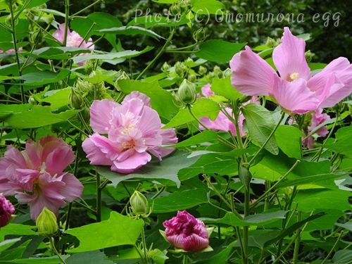 お供の猫と秋の花見 山の芙蓉の花 庭の金木犀 Omomuroなegg おもむろな鎌倉 楽天ブログ