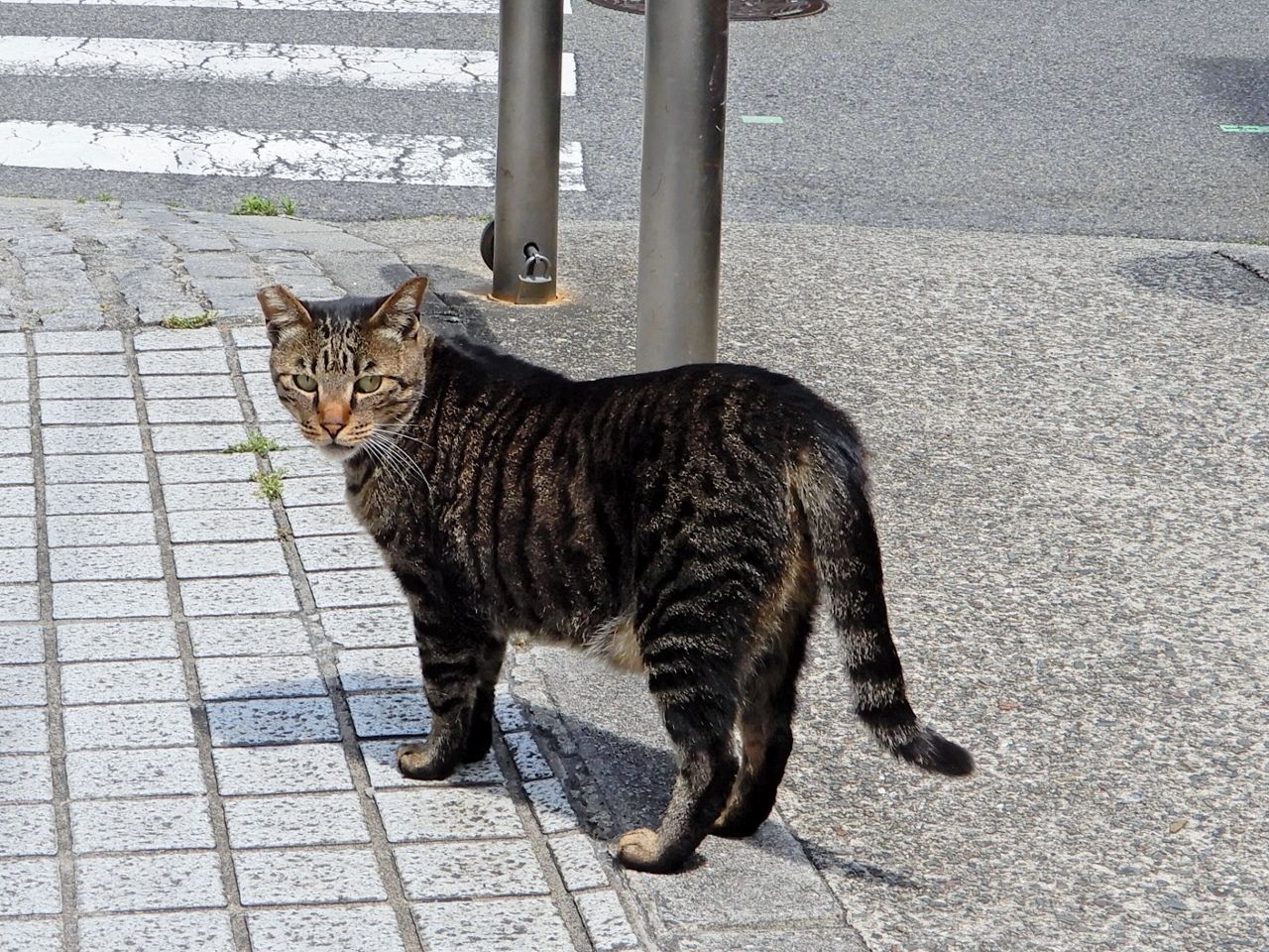 寝そべってばっかり!?の巻  人さまのネコ - 楽天ブログ
