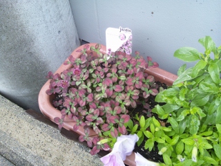 DSC_0142 (320x240).jpg