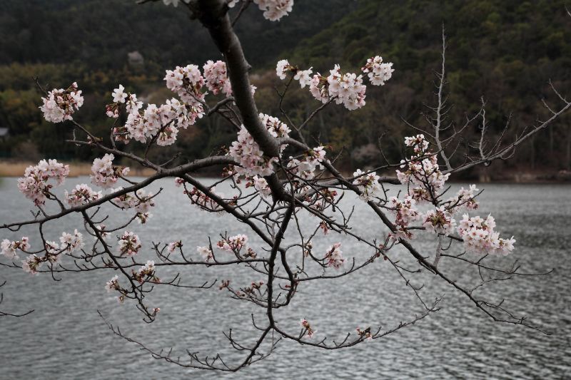 広沢の池_007.jpg