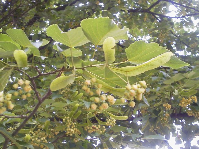 菩提樹ー１.JPG