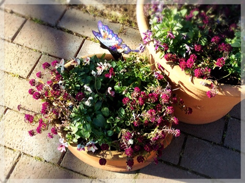 寄せ植え・ビオラ