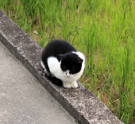 我が家のニャンコ♪2013/10/20-2