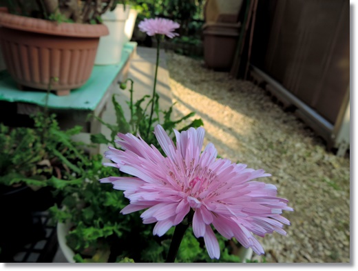 DSCN2528.JPG