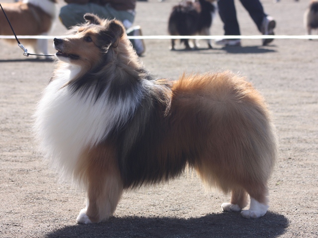 IMG_1009 - コピー.JPG