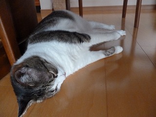 P1090116ss.jpg