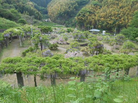 蓮華寺池公園　藤の花