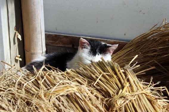 我が家のニャンコ♪2014/02/26-2