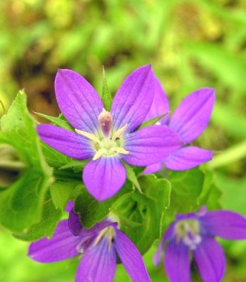 キキョウソウの花　借用