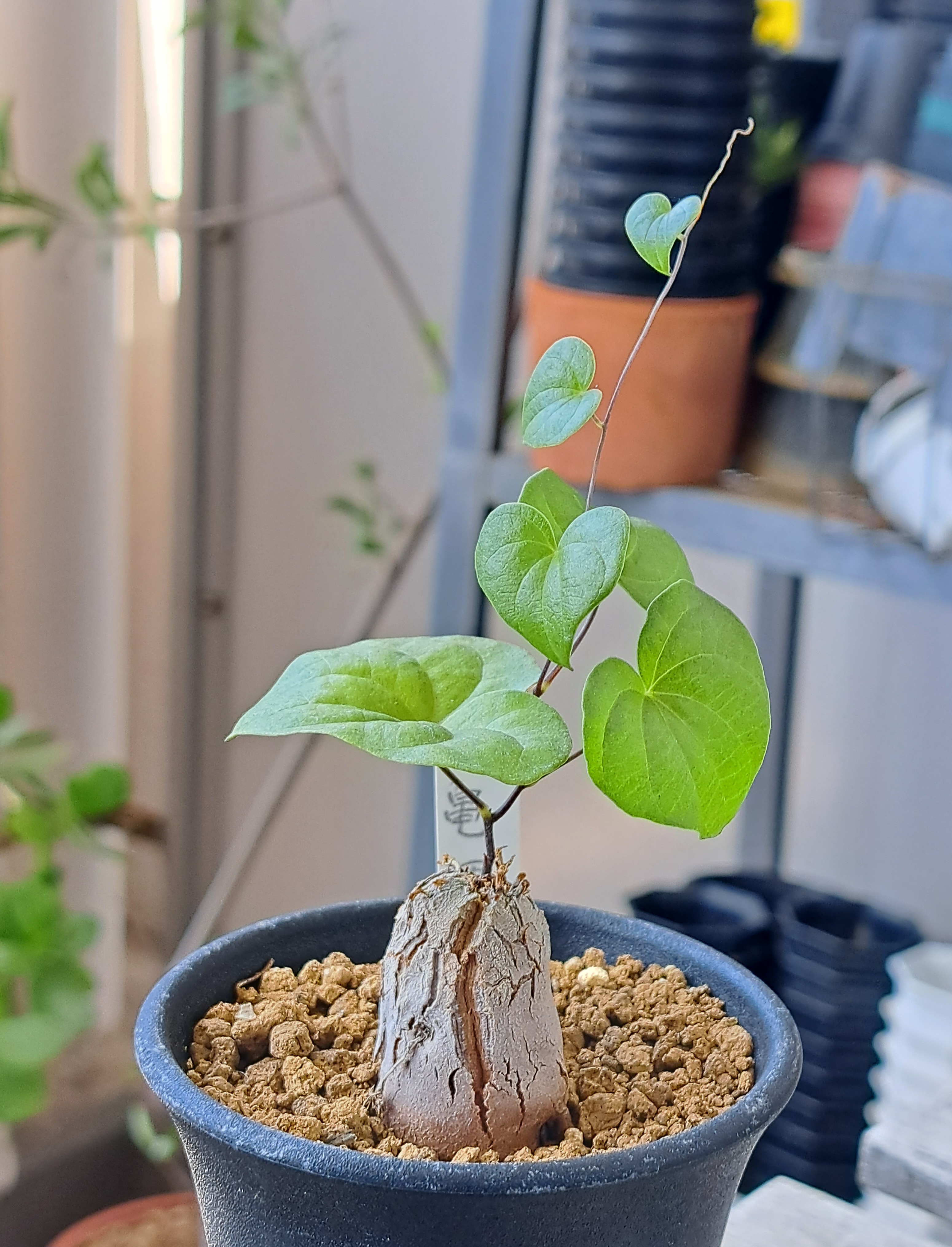 亀甲竜 Dioscorea 75m まんまる バキバキ 美株 塊根植物 アフリカ亀甲