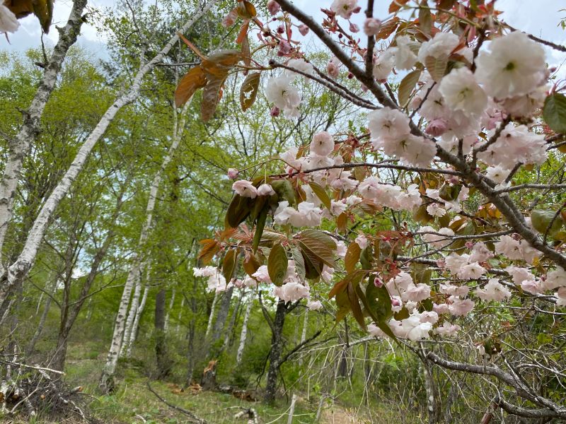 谷地坊主 乙女高原の春～谷地坊主（やちぼうず）と花たち | 醍醐山と下部