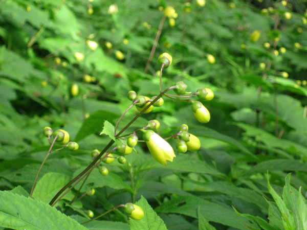 天涯の花・キレンゲショーマを見に行こう! | 花を訪ねる山旅 - 楽天ブログ