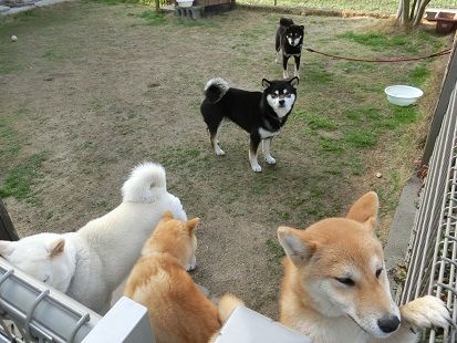 開花目前 トラおじさんとの再会 柴楽日記 楽天ブログ