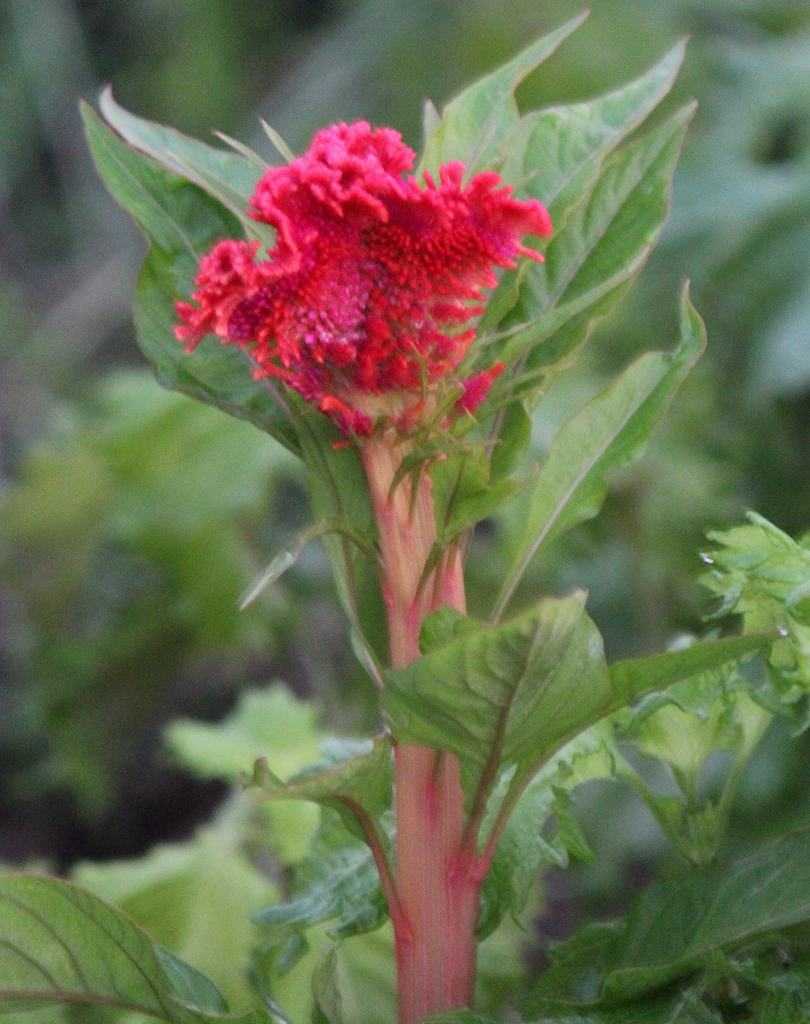 ケイトウ つれづれ日記 楽天ブログ