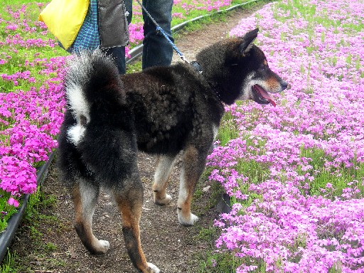 ミササガパーク　2012芝桜　その8