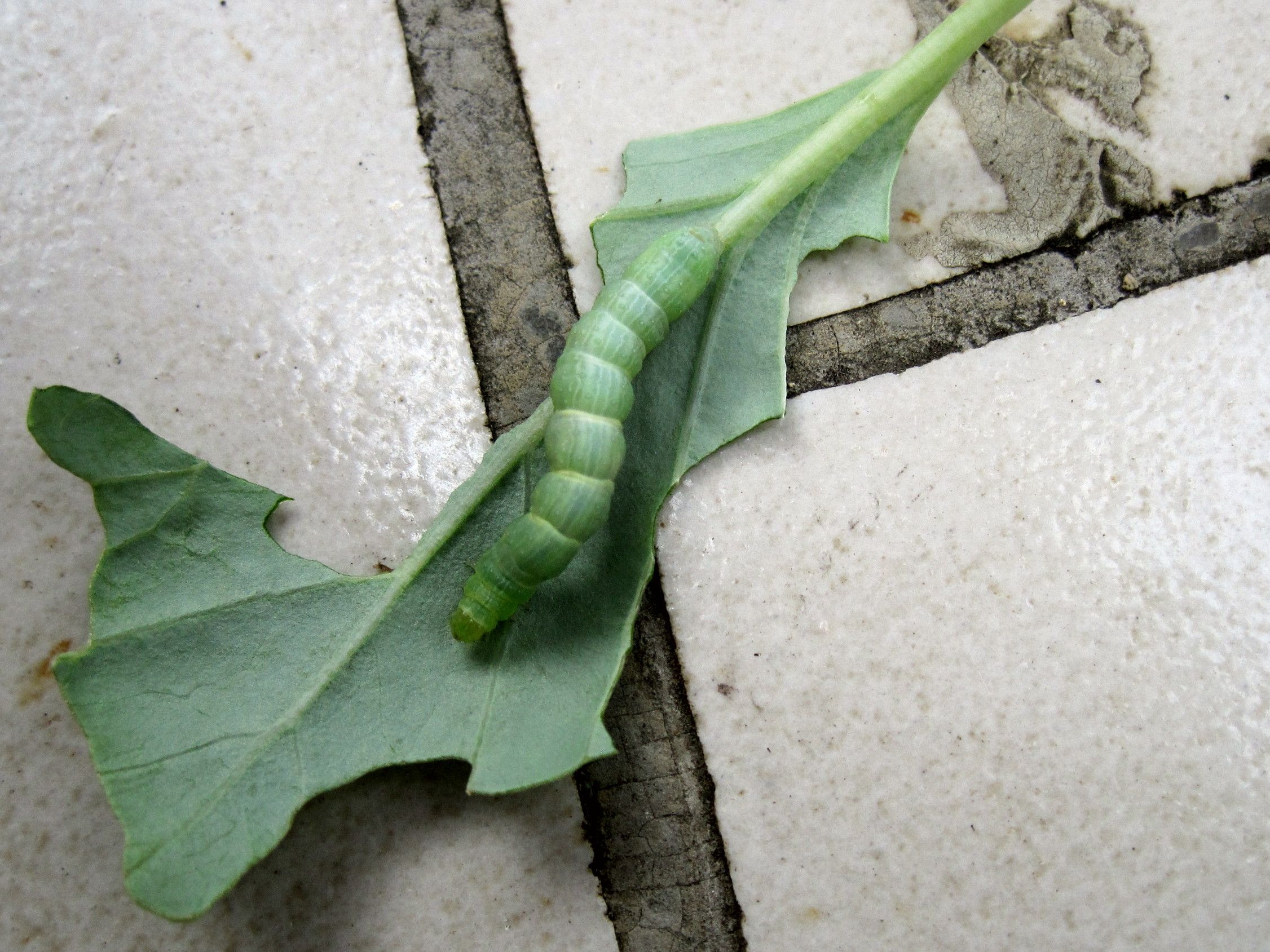 葉牡丹の防虫ネットを手作り ブドウの虫の害 たねをまく日々 楽天ブログ