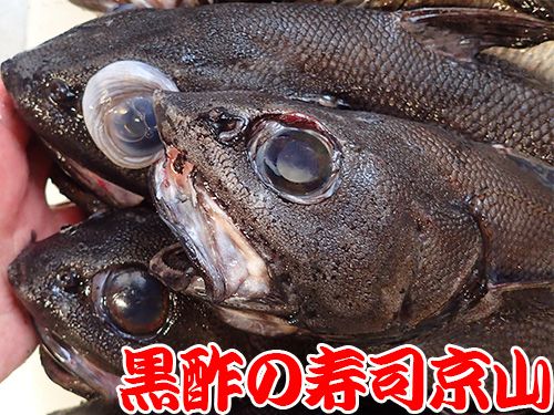 イバラヒゲ　深海魚　寿司.jpg