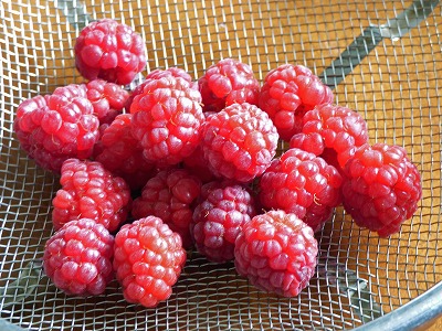 庭のラズベリー