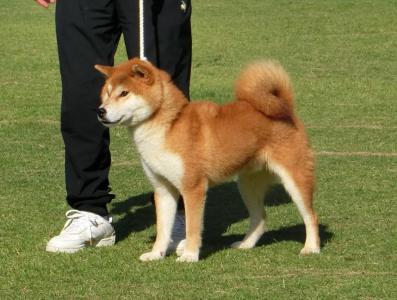 展覧会・日本犬保存会 ] | 柴楽日記 - 楽天ブログ