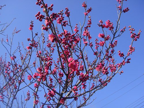 DSC04352_R.JPG