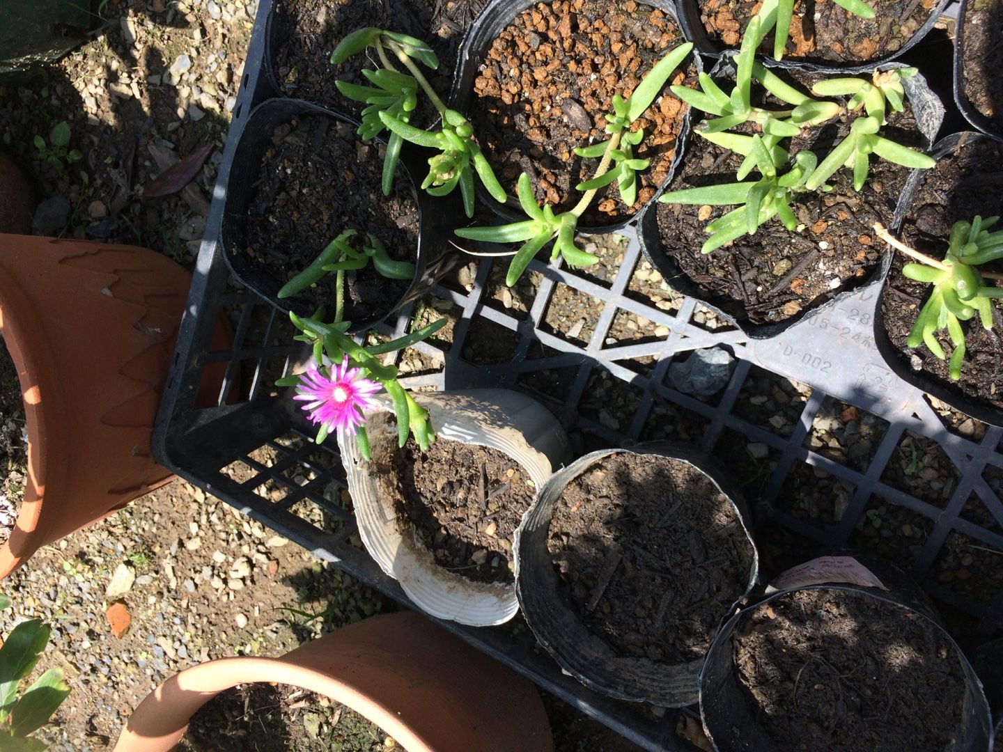 梅雨明けはまだか マツバギク 謎のおばさんのブログ 楽天ブログ