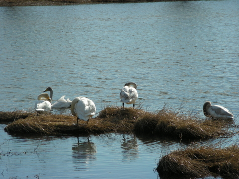 2017-04-29swan2 (1).JPG