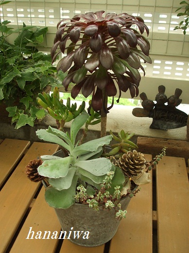 黒帽子寄せ植え２.JPG