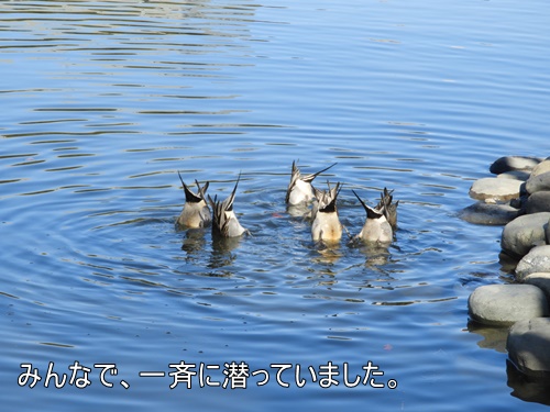 浜離宮恩賜庭園にて