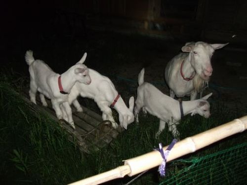 ベリー一家、夜遊び中.jpg