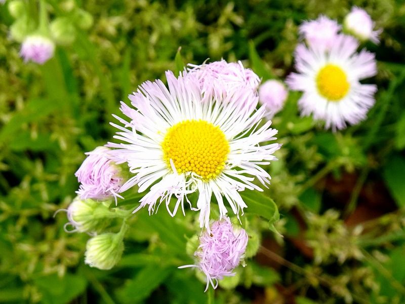 4月22日 今日の一花 ハルジオン 春紫苑 Gazengamaのブログ 散歩中に出合った花と趣味の陶芸作品 楽天ブログ