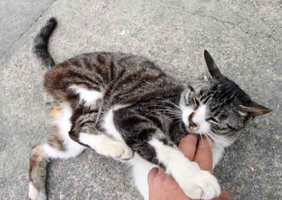 我が家のニャンコ♪2013/5/21-3