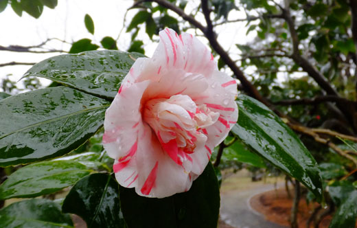DSCF7011.jpg